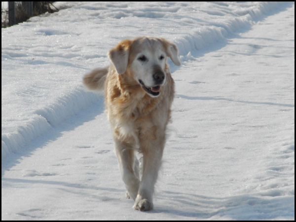 Schlottes Abeline (Martha)