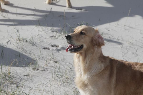 Schlottes Pippa