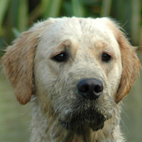 Schlottes Galadriel (Fraggle)