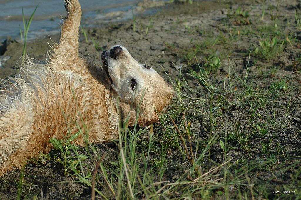 DSC_9563.JPG - müde glücklich und zufrieden kann man sich auch mal wälzen